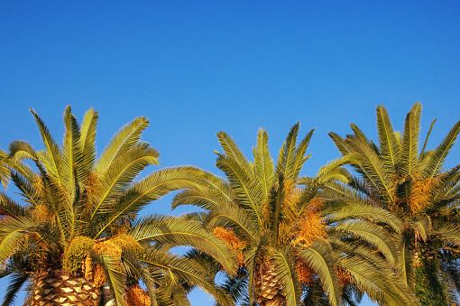 Leaves and fruits of Canary Island Date Palms (Phoenix canariensis) against a blue sky. Free space for text. Vacation concept