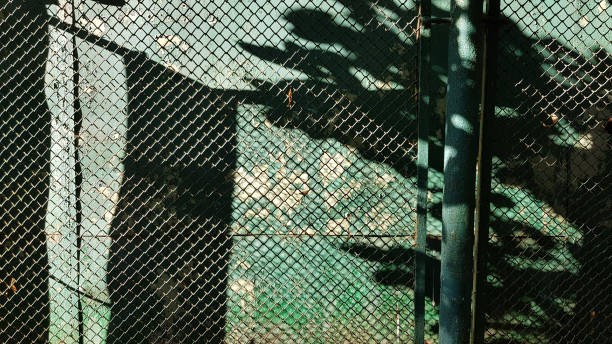 istock Abstract shadows on grunge green distressed wall protected with wire mesh fence. Blurry spotted shadows of tree foliage and abstract figures. Light and shadow backdrop. Grungy textures in green tones. 1157617630