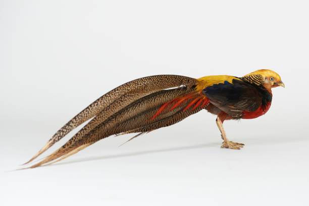 istock Phasianidae animal bird 1157618534