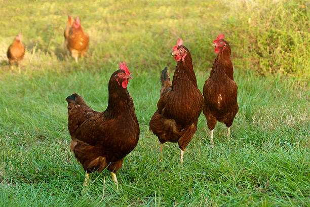 Backyard Chickens Three road island red hens in the foreground, and two in the background. rhode island red chicken stock pictures, royalty-free photos & images