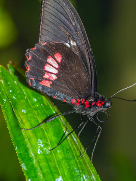 istock Common Rose butterflly; Pachliopta aristolochiae; 1157619312