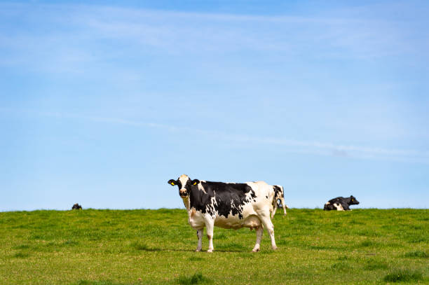 Black and white dairy cattle Holstein cattle in a Scottish field on a bright sunny afternoon Galloway Hills stock pictures, royalty-free photos & images