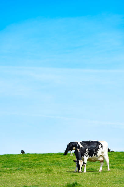 Black and white dairy cattle Holstein cattle in a Scottish field on a bright sunny afternoon Galloway Hills stock pictures, royalty-free photos & images