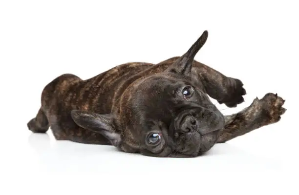 French Bulldog puppy in yoga pose on a white background. The theme of baby animals