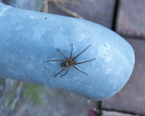 Domestic house spider sits on a drainpipe, close up