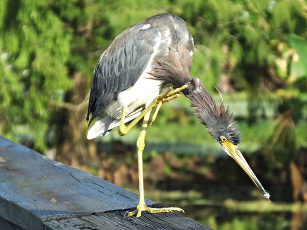 istock Tricolored Heron (Egretta tricolor) scratching its neck 1157621886