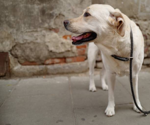 istock Labrador Retriever in Poland 1157621976