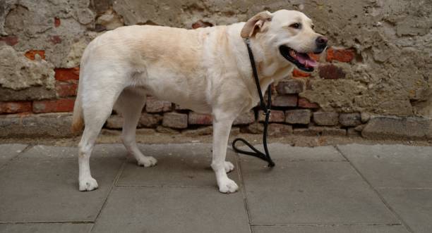 istock Labrador Retriever in Poland 1157622022