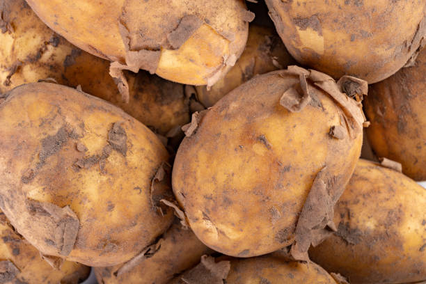 istock Young potatoes on a white kitchen table. Vegetables prepared for cleaning. White background. 1157622050