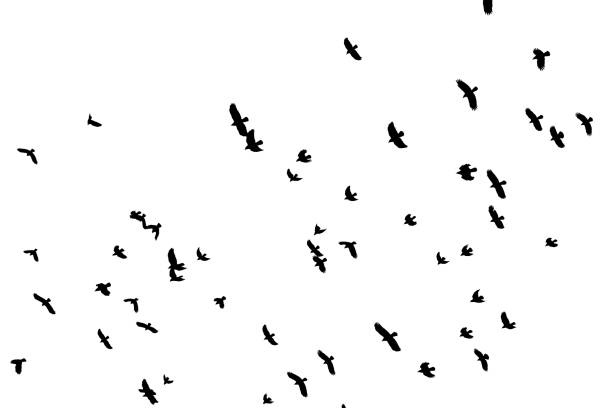 istock Flock of black birds on white sky. 1157625563