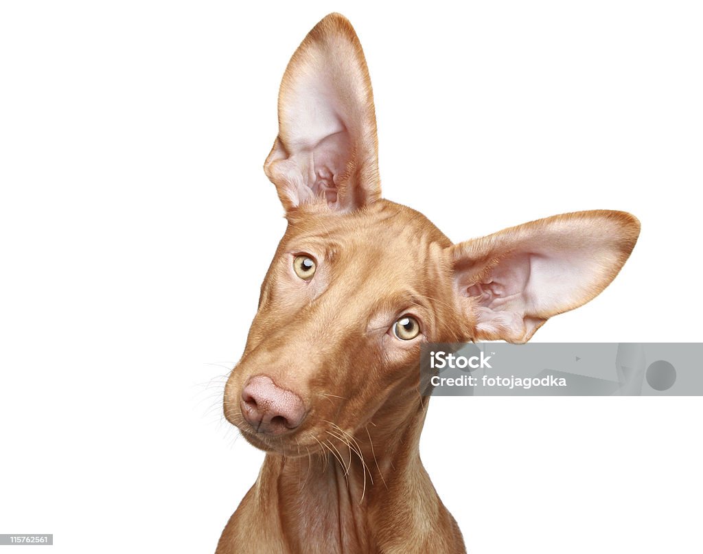 Chiot Chien du pharaon. Gros plan du portrait - Photo de Animaux de compagnie libre de droits