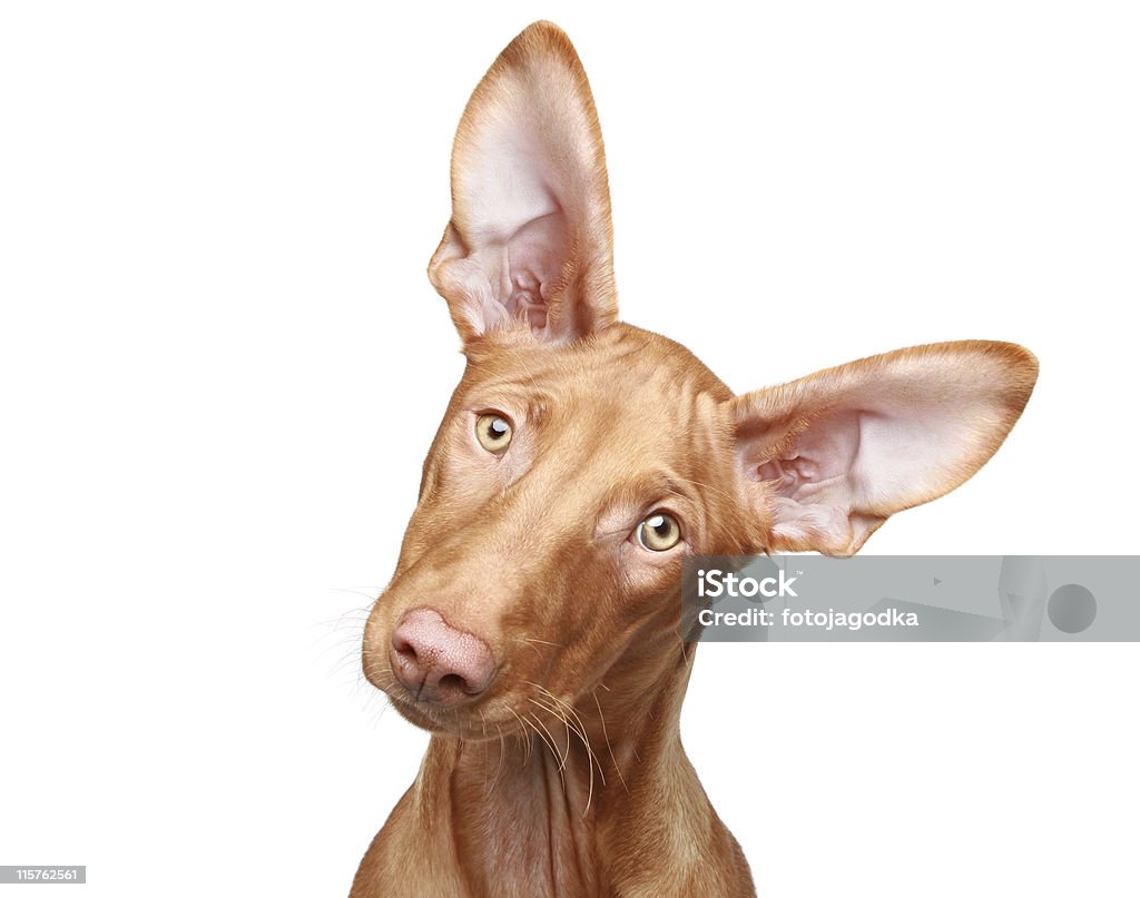 Cane dei Faraoni cucciolo. Ritratto di Close-up - Foto stock royalty-free di Animale