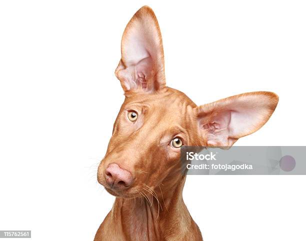 Cane Dei Faraoni Cucciolo Ritratto Di Closeup - Fotografie stock e altre immagini di Animale - Animale, Animale da compagnia, Cagnolino