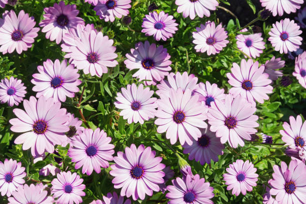 istock Purple Osteospermum flowers, background 1157627725
