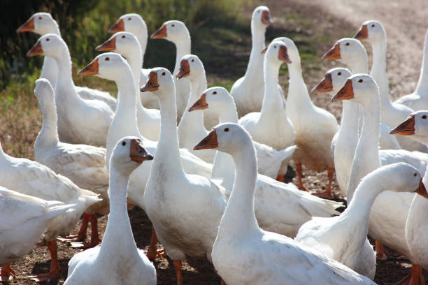 istock white geese in the village closeup 1157627777