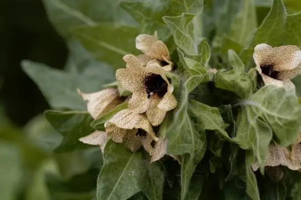 Flower of a black henbane plant, Hyoscyamus niger