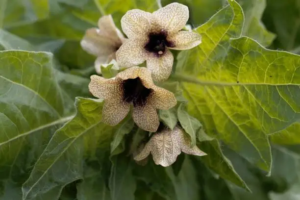 Flower of a black henbane plant, Hyoscyamus niger