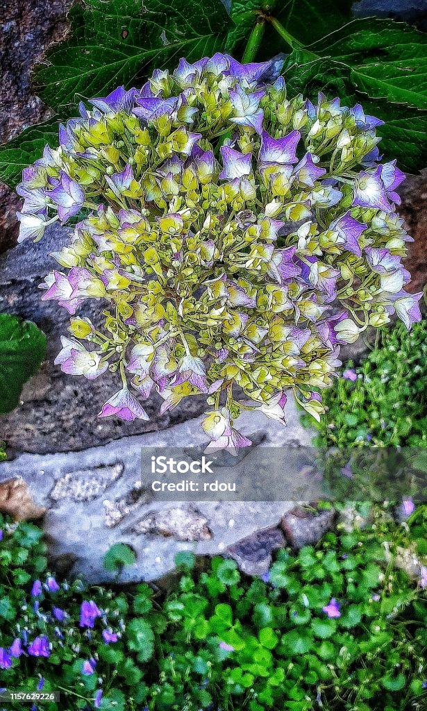 Breton hydrangea in early bloom blue violet. Surrounded by other violet flowers. Traditional hydrangea in Brittany with early flowering towards purple and small purple flowers in the foreground. A stone in between. Typical Brittany. Beauty Stock Photo