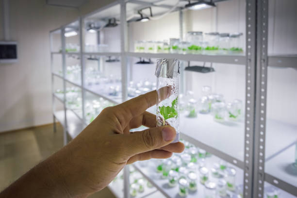 과학자는 시험관이 있는 랙의 배경에 시험관에서 마이크로 식물을 가진 시험관을 보유합니다 - test tube microplate cell biotechnology 뉴스 사진 이미지