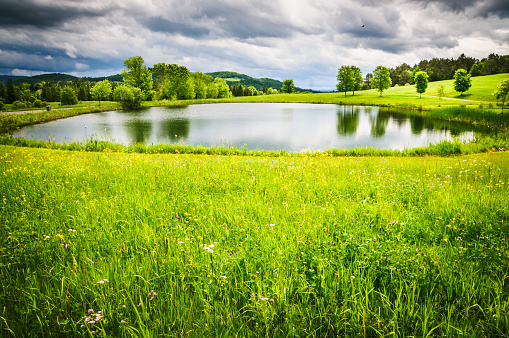 A small pond in a green pasture in Northern Vermont. Surrounded by a grassy , wildflower filled meadow, it is used to store rainwater on a farm.