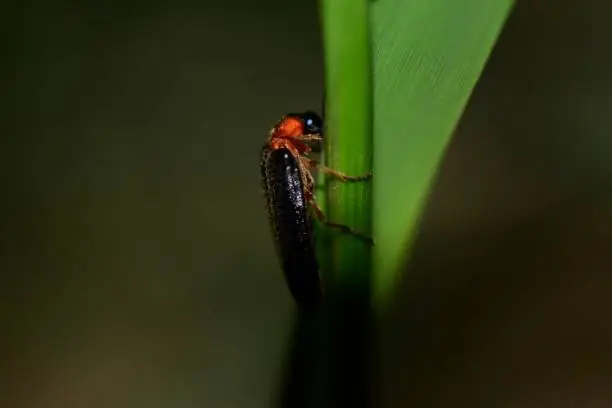 Photo of Firefly
