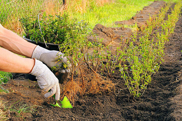 piantare una siepe - privet foto e immagini stock