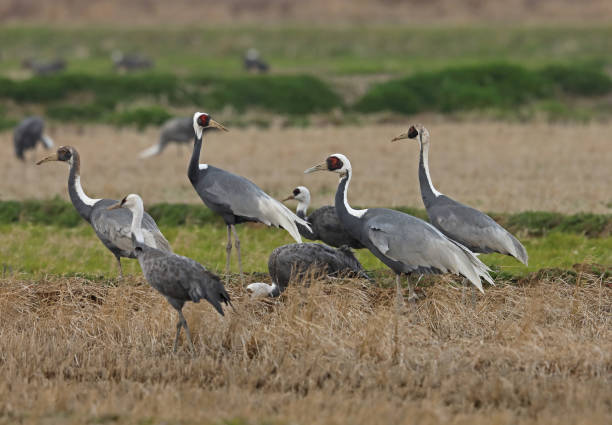 istock White-naped and Hooded Cranes 1157641795