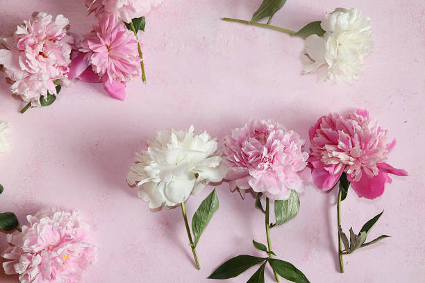 istock Peonies on a pink background, top view, selective focus. 1157656590