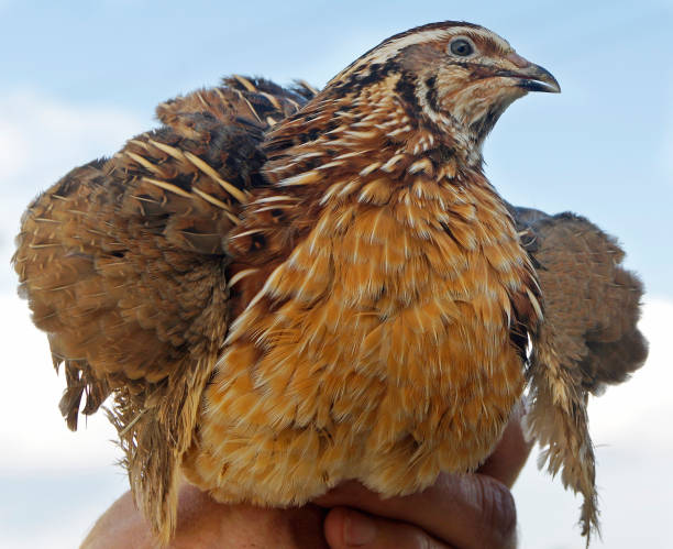 man holds a quail in his hand against the blue sk stock photo