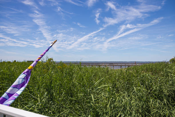 This is a view of the sound at the Outer Banks. It shows the wild flaura along the edge of the sound.