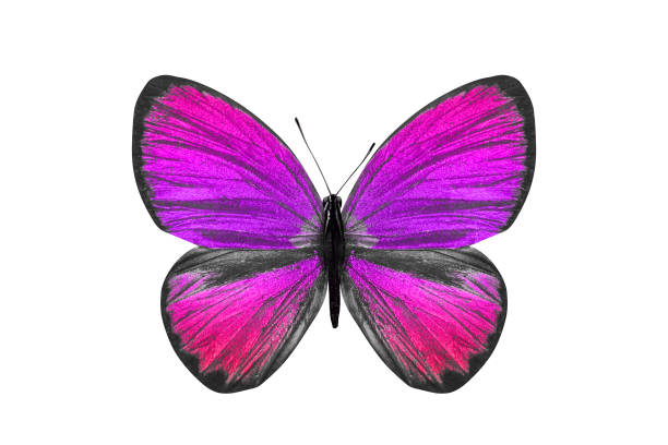 istock butterfly isolated on white. multicolor insect. tropical animal. template for design 1157661942