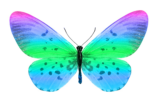 beautiful butterfly isolated on white. multicolor insect. tropical animal. template for design