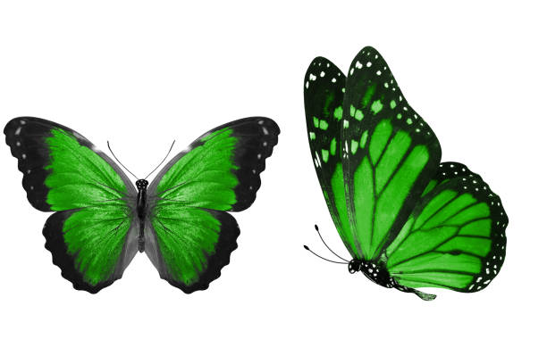 istock beautiful two green butterflies isolated on white background 1157661978