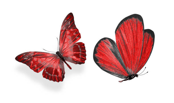 istock beautiful two red butterflies isolated on white background 1157662059