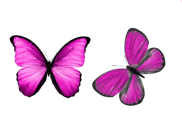 istock beautiful two pink butterflies isolated on white background 1157662180