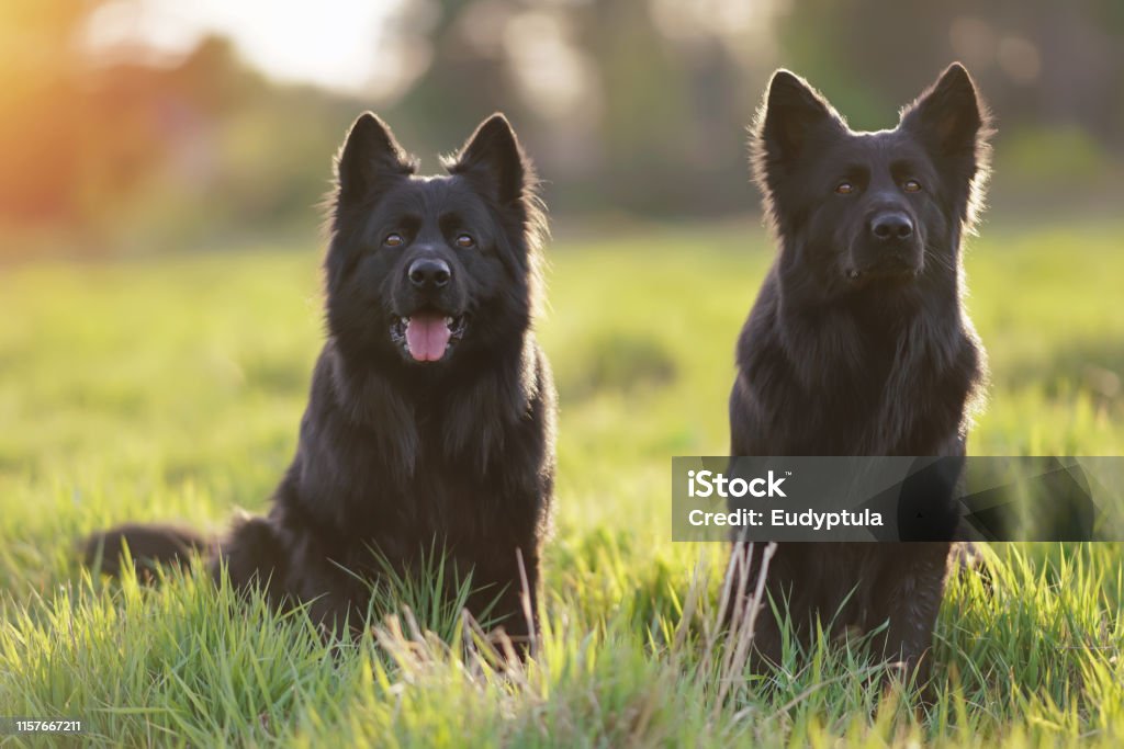 Two Obedient Longhaired Black German Shepherd Dogs Sitting Together In A  Green Grass Posing On Sunset Stock Photo - Download Image Now - iStock