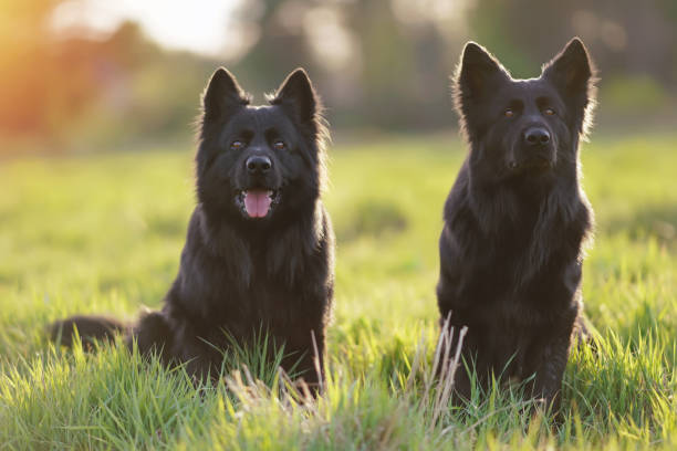 Two Obedient Longhaired Black German Shepherd Dogs Sitting Together In A  Green Grass Posing On Sunset Stock Photo - Download Image Now - iStock