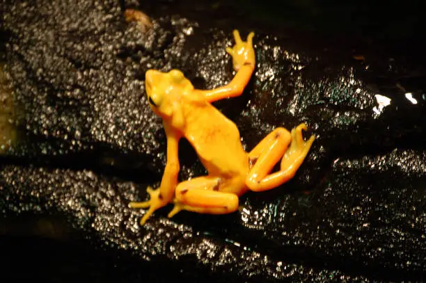 Photo of Close Up of Yellow Frog