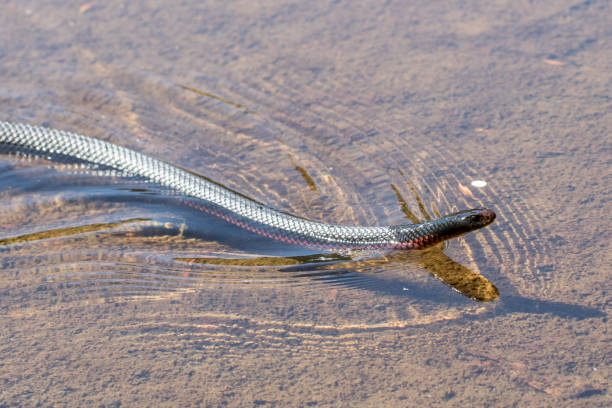 istock Red Bellied Black Snake 1157674118