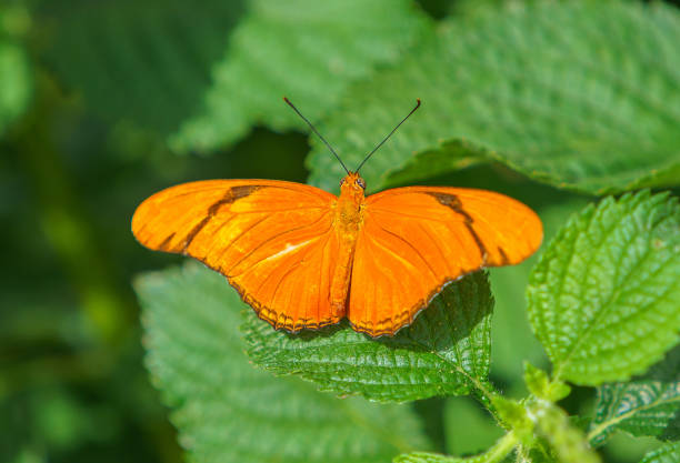 istock Orange Julia Heliconian Butterfly 1157674167