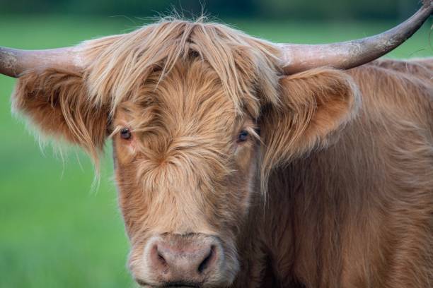 istock A Highland Cow in the Cheshire countryside 1157675279