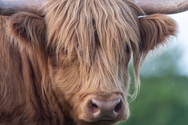 istock A Highland Cow in the Cheshire countryside 1157675435