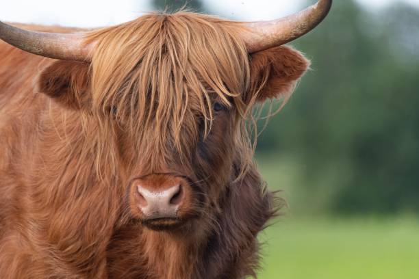istock A Highland Cow in the Cheshire countryside 1157675503