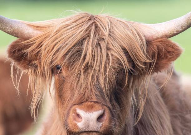 istock A Highland Cow in the Cheshire countryside 1157676012