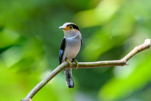 Silver-breasted Broadbill perching on a branch ,beautiful bird in nature