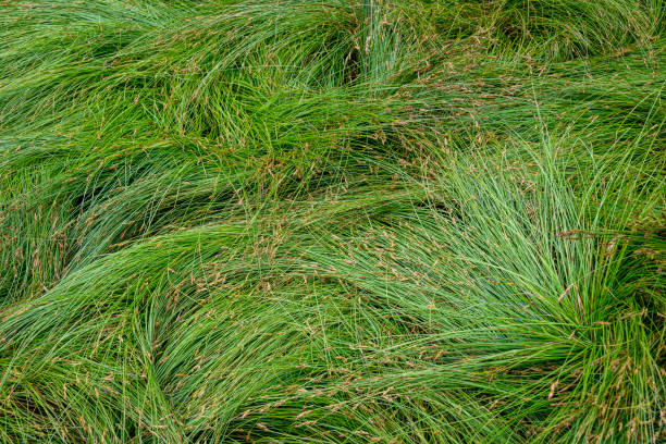 Beautiful nature backgrounds Nature background of green sedge grasses in pattern and texture sedge stock pictures, royalty-free photos & images