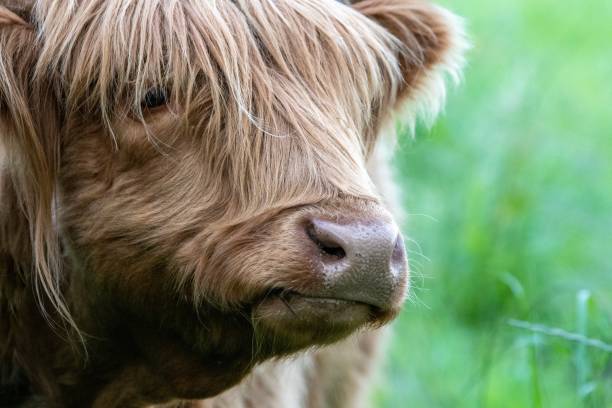istock A Highland Cow in the Cheshire countryside 1157676207