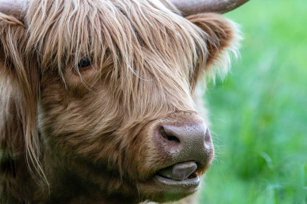 istock A Highland Cow in the Cheshire countryside 1157676222