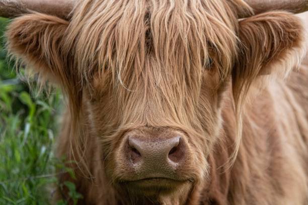 istock A Highland Cow in the Cheshire countryside 1157676247