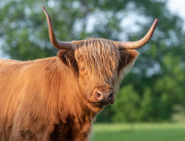 istock A Highland Cow in the Cheshire countryside 1157676327
